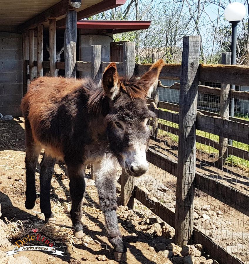 Agriturismo Dolcetna SantʼAlfio エクステリア 写真