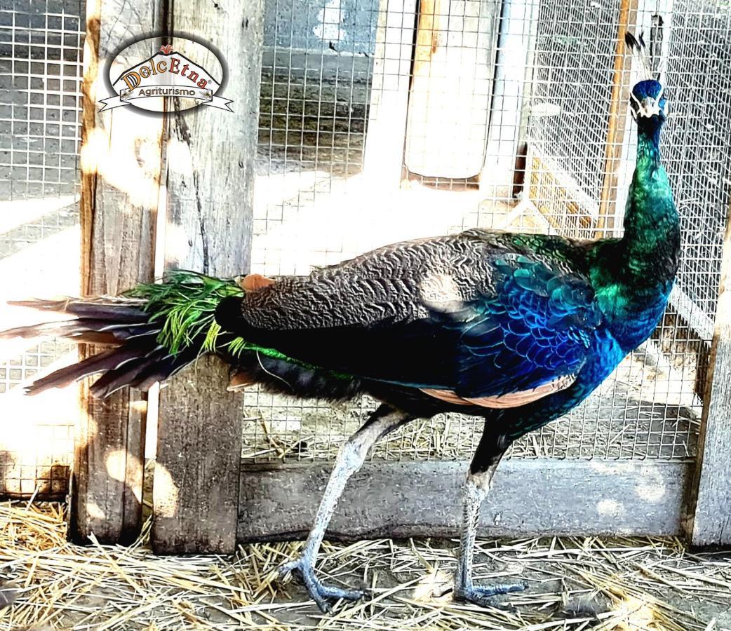Agriturismo Dolcetna SantʼAlfio エクステリア 写真