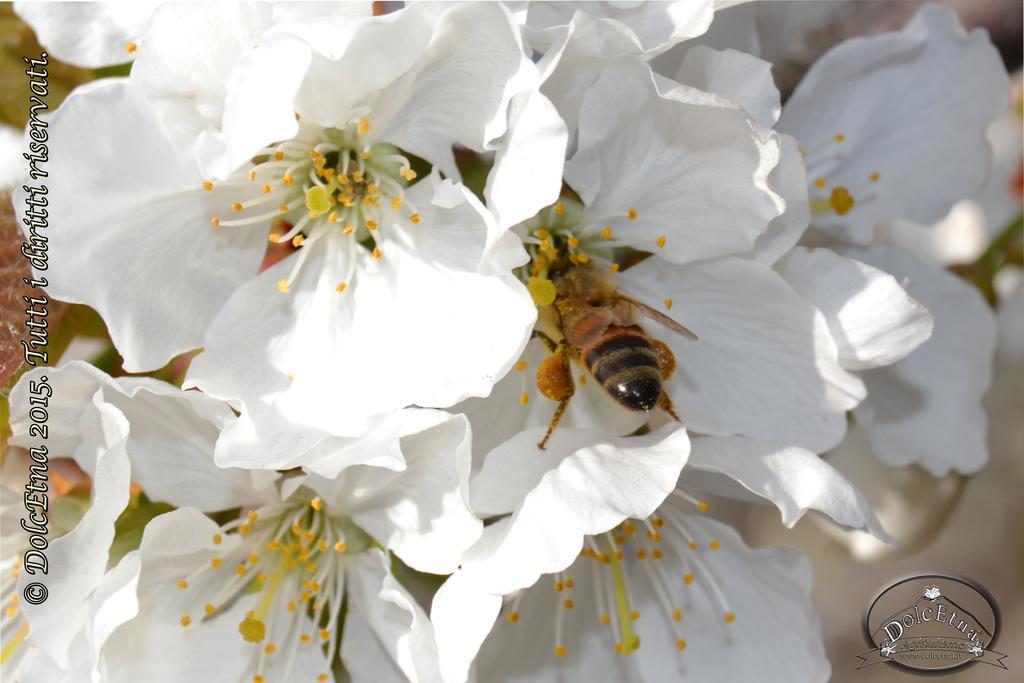 Agriturismo Dolcetna SantʼAlfio エクステリア 写真